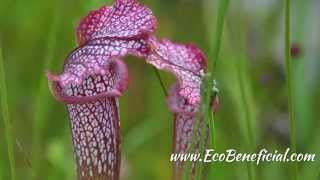 EcoBeneficial Interview Bog Gardening with Ron Determann of Atlanta Botanical Garden [upl. by Trudy]