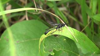 Pelecinid Wasp Pelecinidae Pelecinus polyturator Resting Male [upl. by Barr]