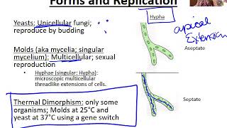 Introduction to Fungi [upl. by Ingalls]