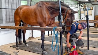 Process of Horseshoe Forging Horse Hoof Restoration amp Fitting  馬蹄鐵鍛造 amp 更換  Taiwanese Farrier [upl. by Nnod]