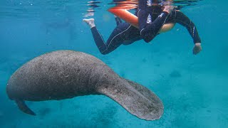 Swimming With Giant Manatees  Crystal River Florida FL [upl. by Ellemac896]