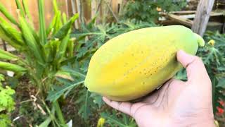 Hawaiian Papaya Harvest In Texas Right Before The Winter Season papaya houston fruit [upl. by Einnor]