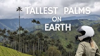 S2 Ep6 Salento to Toche  Largest wax palm forest in the world [upl. by Mcbride]