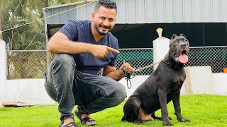 Ramos at petstation cane corso  റാമോസ്‌ വന്നൂട്ടാ [upl. by Friedberg]