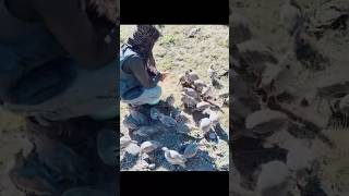 Chukars training music love arabic топ afghan ptm reels baloch shortsfeed shortvideo pti [upl. by Coh990]