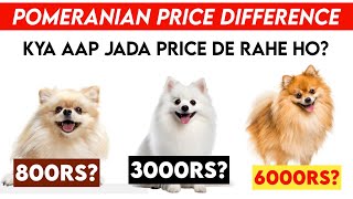 Pomeranian Price Difference Kya Aap Zyada Paise De Rahe Hain [upl. by Aizatsana]