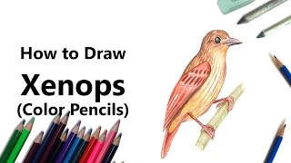 How to Draw Xenops with Color Pencils Time Lapse [upl. by Nahgem]