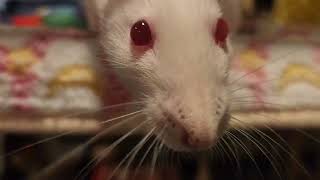 Pet rat sniffing  cute  4K  full video [upl. by Hayashi480]