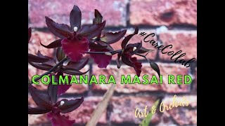 Colmanara Masai Red orchid care video  CareCollab [upl. by Brietta]