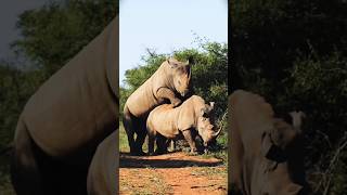 Fun of rhinos 🤣  animals natgeography trendingshorts amazonwild [upl. by Diver773]