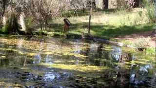 Paseo por el Arboreto Luis Ceballos [upl. by Wolgast]