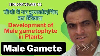 Development of Male gametophyte in PlantsMale Gamete पौधों में नर युग्मकोदभिद का विकास 12 वीं [upl. by Theresa]