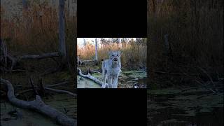 Elusive visitor on my trail cam [upl. by Nilatak]