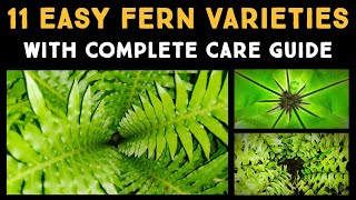 11 Easy Ferns You Should Consider Growing  General Fern Care Guide  Nandanam Exotics  By Nirmal [upl. by Rabelais762]