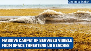 Great Atlantic Sargassum Belt Enormous seaweed causes concerns in US beaches  Oneindia News [upl. by Essie]