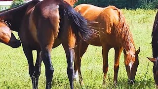 Stallion Meet For The First Time । Horses Meet । Horses meeting [upl. by Kurys195]