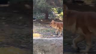 Meet the Dholes they are wild dogs and not many are left [upl. by Bennie]