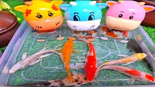 Unboxing ikan hias ikan cupang ikan mas koi ikan guppy ikan mas koki kura kura brazil kepiting [upl. by Loretta]