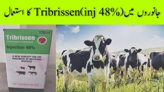 Tribrissen injection 48 Uses [upl. by Atiuqrehs]