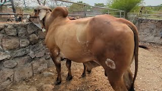 toro gyr el el tiangue de santa rosa de lima la Unión [upl. by Yadrahc914]