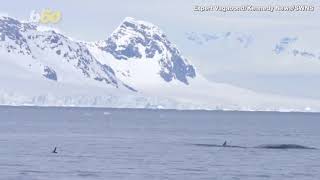 Must See This Is the Moment a Penguin Escapes a Killer Whale by Jumping Onto Tour Boat [upl. by Etnovaj]