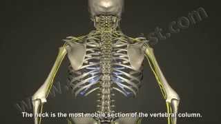 What is Cervical Radiculopathy Disc Bulge Herniation [upl. by Lamrouex]