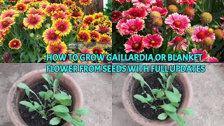 HOW TO GROW GAILLARDIA OR BLANKET FLOWER FROM SEEDS WITH FULL UPDATES [upl. by Htiduy]