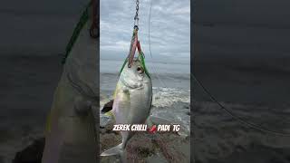 Trevally on Zerek Chilli padi TG jig shorts [upl. by O'Gowan38]