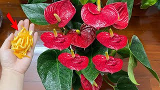 This causes any Anthurium plant to flower and grow like crazy  Natural Fertilizer [upl. by Crompton]