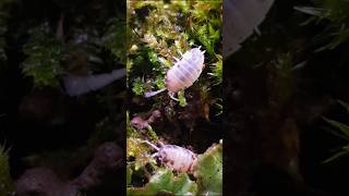 Porcellio laevis quotDairy Cowquot isopods terrarium [upl. by Malory330]