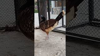 Helmeted Curassow Bird 🥰 [upl. by Hampton981]