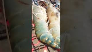 Lobsters Grilled [upl. by Lipscomb]