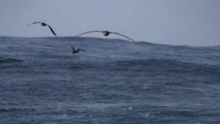 Blackfooted Albatross Albatros patinegro Phoebastria nigripes [upl. by Nila]