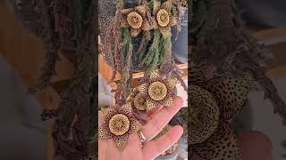 Leopar deseni ile görsel şölen🤎stapelia youtube aranjmançiçek flowers [upl. by O'Hara]