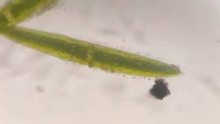 Closterium species algae under microscope pondwater microalgae observation [upl. by Sirron12]