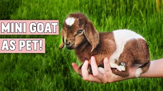 Mini Goat As Pet  Can You Keep Pygmy Goat as Pet [upl. by Agem]