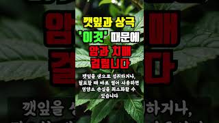 깻잎과 상극인 음식 ‘이것’ 같이 먹으면 암과 치매가 걸립니다 [upl. by Lyrrad]