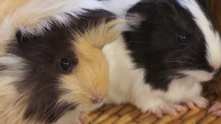 GUINEA PIGS  The guinea pigs noises What are they like What do they mean [upl. by Lilaj]