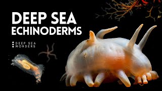 The Wonder of Deep Sea Echinoderms [upl. by Eillen]