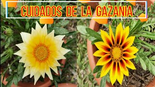 COMO CUIDAR GAZANIAS PARA MAS FLORACION SEMBRAR GAZANIAS EN MACETA [upl. by Ardnuhsal]