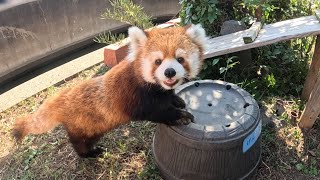 【飼育員目線】レッサーパンダのご飯タイム＠東武動物公園 [upl. by Hobie479]