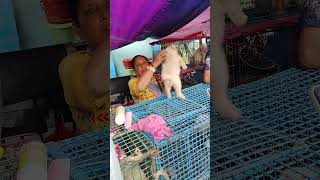 galif Street pet market today dog price update [upl. by Gottlieb137]