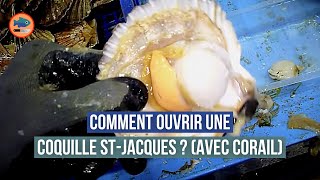 Comment décortiquer une coquille Saint Jacques  avec du corail [upl. by Beare]