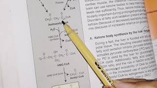 Ketogeneis and ketolysis  lipid metabolism  biochemistry [upl. by Ayekat305]