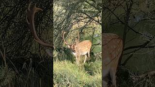 damhert fallow deer eating grass amsterdam water supply dunes deer forest nederland netherlands [upl. by Pagas883]