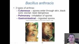 Chapter 19 Gram Positive Bacilli of Medical Importance [upl. by Eel]