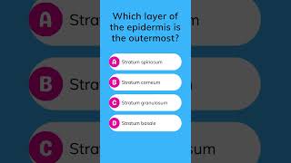 Which layer of the epidermis is the outermost [upl. by Akanke]