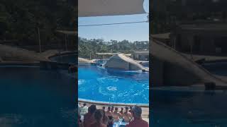 Dolphins at Aqualand Tenerife tenerife holiday foryou shorts dolphin [upl. by Hannahs869]