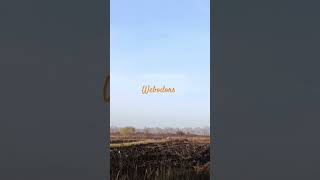 webodors природа aromatheraphy nature travel валерийсёмин полыньтрава [upl. by Rudie]