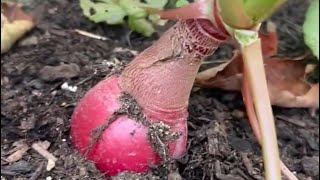 Radishes in garden in Ct 113  31 degrees organicgardening selfsufficientbackyard gardening [upl. by Oab]